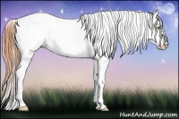 Horse Color:Amber Champagne Splash Appaloosa 