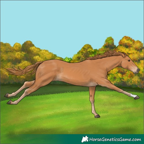 Horse Color:Unknown 
