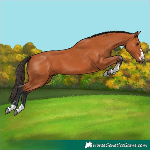 Horse Color:Unknown 