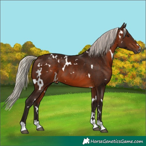 Horse Color:Gray White Spotted Silver Bay