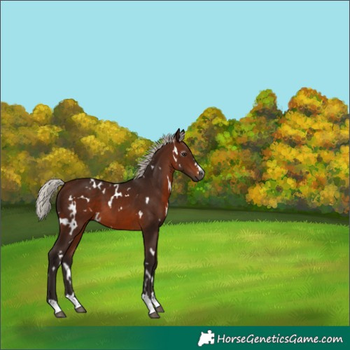 Horse Color:Gray White Spotted Silver Bay 
