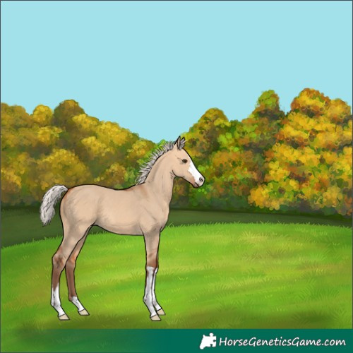 Horse Color:Silver Bay Dun