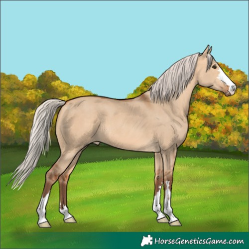 Horse Color:Silver Bay Dun