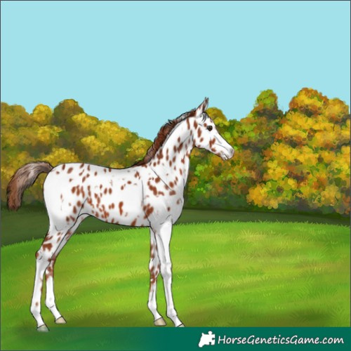 Horse Color:White Spotted Chestnut Appaloosa 