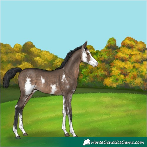 Horse Color:Brown Dun Sabino Rabicano 