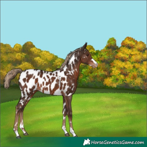 Horse Color:White Spotted Liver Chestnut Appaloosa