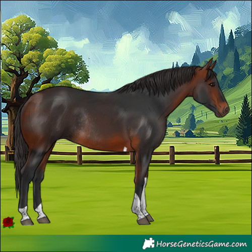 Horse Color:Bay Tobiano Rabicano 
