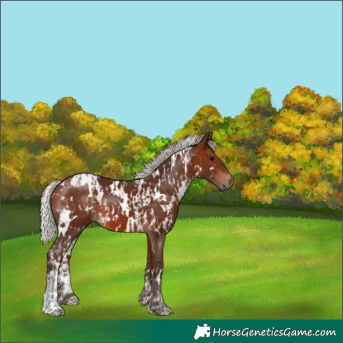 Horse Color:White Spotted Silver Bay  and White Spotted Silver Bay 