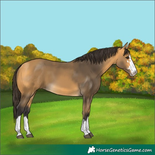 Horse Color:Buckskin
