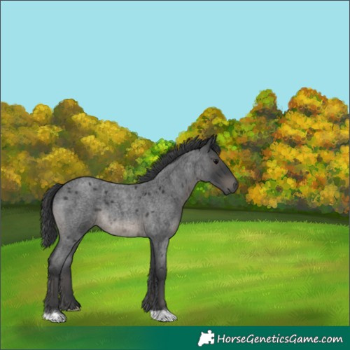 Horse Color:Platinum Blue Roan 