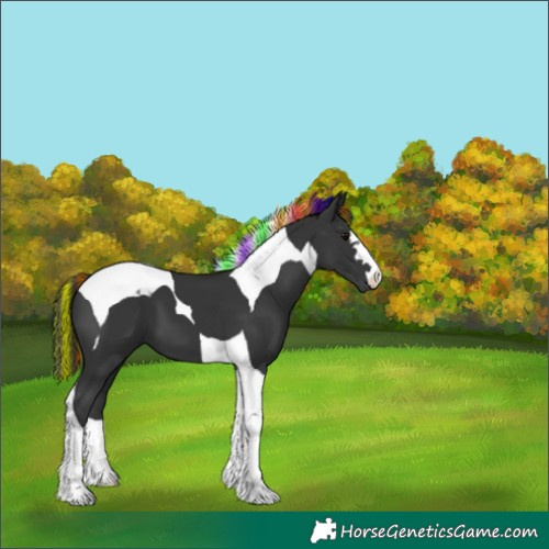 Horse Color:Painted Black Tobiano 