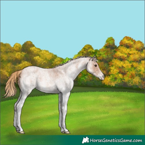 Horse Color:White Spotted Red Roan