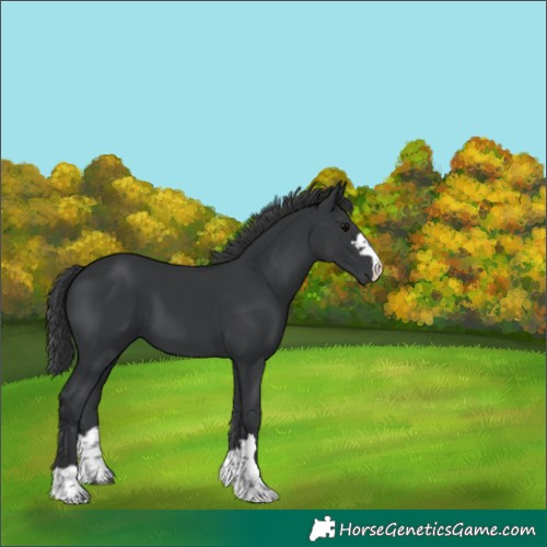 Horse Color:Black 
