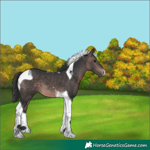 Horse Color:Platinum Bay Tobiano