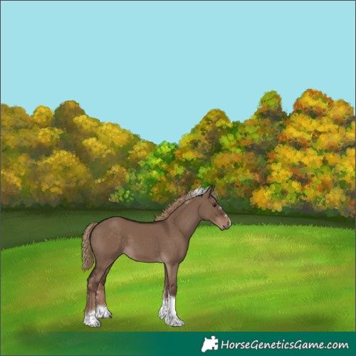 Horse Color:Liver Red Dun Tobiano 