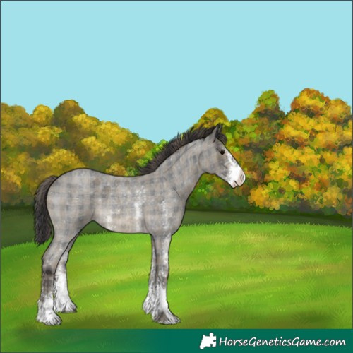 Horse Color:Plaid Smoky Blue Roan Sabino