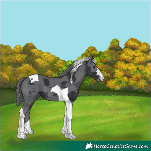 Horse Color:Black Merle Tobiano 