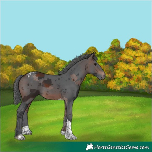 Horse Color:Brown Merle Tobiano 