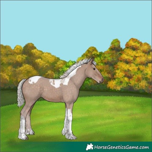 Horse Color:Silver Brown Dun Tobiano 