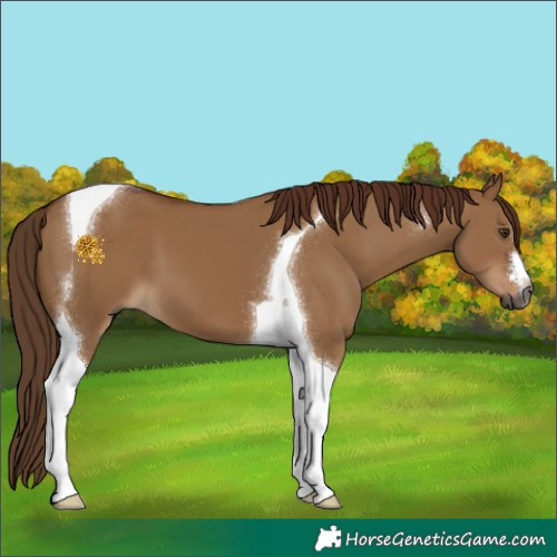 Horse Color:Gray Red Dun Tobiano