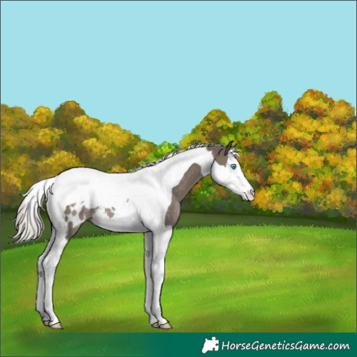 Horse Color:Silver Black Splash Tobiano Appaloosa Rabicano