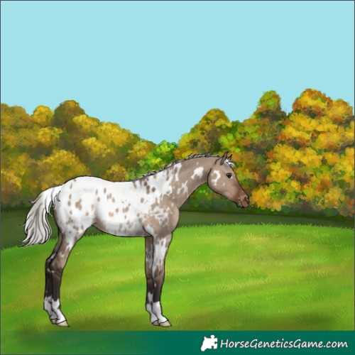 Horse Color:White Spotted Silver Brown Dun Appaloosa Rabicano 