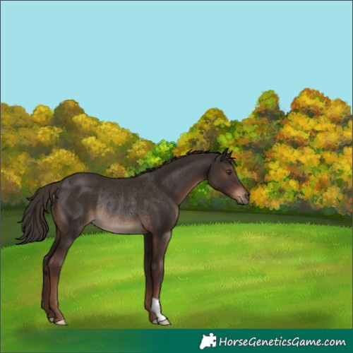 Horse Color:Liver Chestnut Rabicano