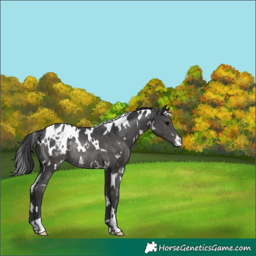 Horse Color:White Spotted Black Appaloosa Rabicano