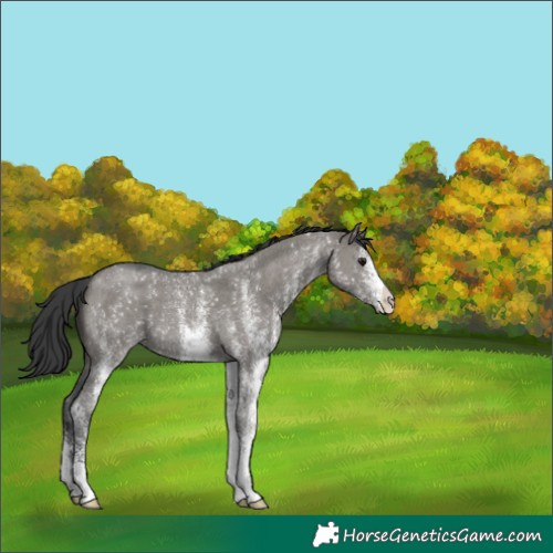 Horse Color:White Spotted Grullo