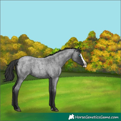 Horse Color:Blue Roan Splash
