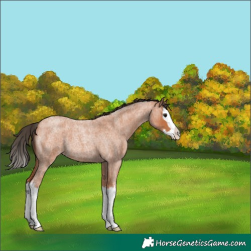 Horse Color:Bay Roan Splash 
