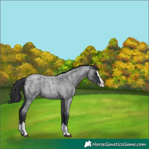 Horse Color:Blue Roan Splash 