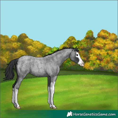 Horse Color:Blue Roan Splash