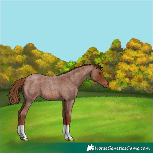 Horse Color:Red Roan