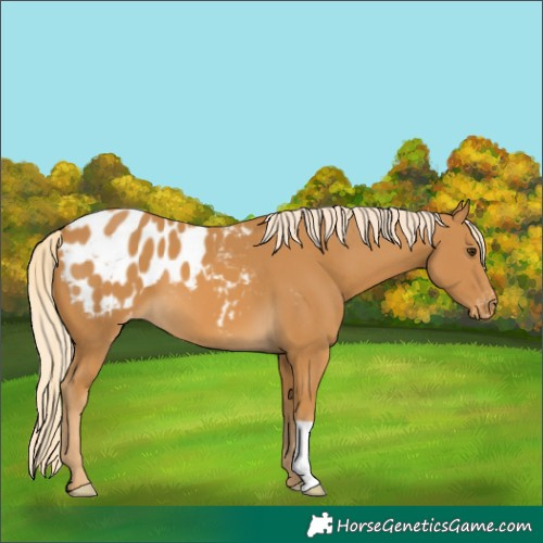 Horse Color:Palomino Blanket