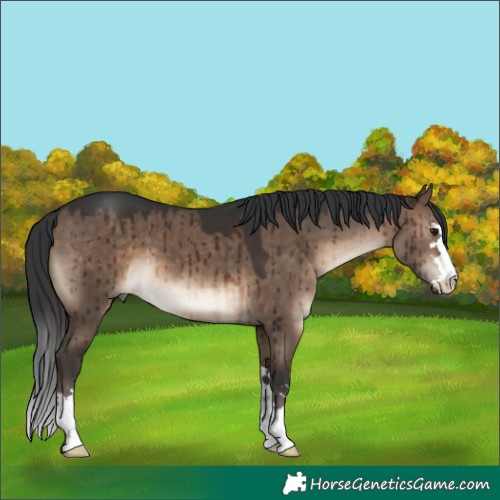 Horse Color:Brown Dun Brindle 