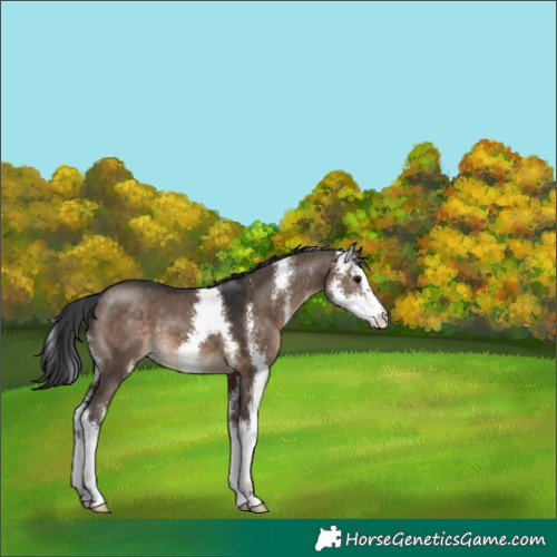 Horse Color:Brown Dun Sabino