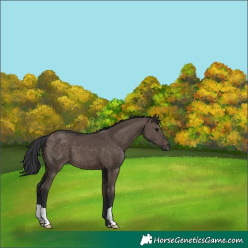 Horse Color:Brown Dun 