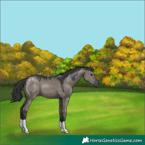 Horse Color:Grullo