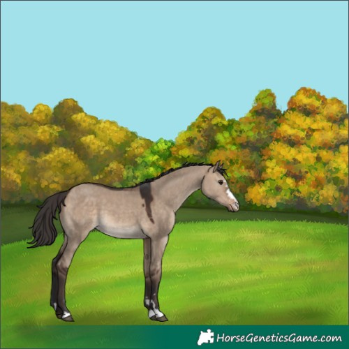Horse Color:Bay Dun