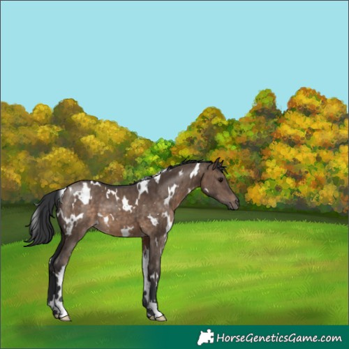 Horse Color:White Spotted Brown Dun Brindle