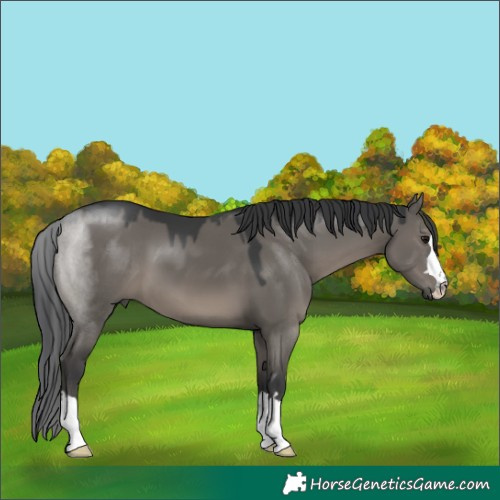 Horse Color:Grullo 
