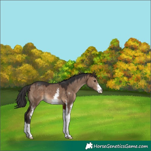 Horse Color:Brown Dun Sabino
