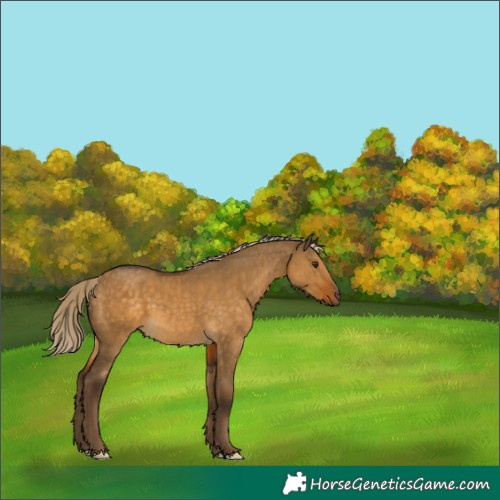 Horse Color:Chocolate Palomino Dun 