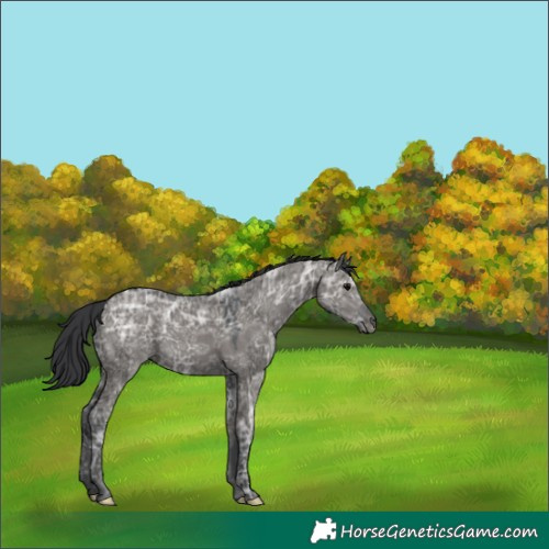 Horse Color:Grullo Ice
