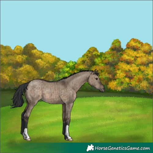 Horse Color:Brown Dun Brindle