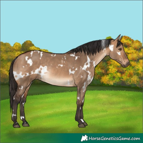 Horse Color:White Spotted Bay Dun Rabicano