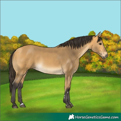 Horse Color:Buckskin