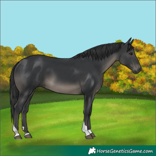 Horse Color:Black Tobiano 