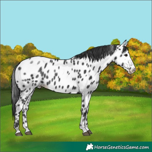 Horse Color:Black Near Leopard